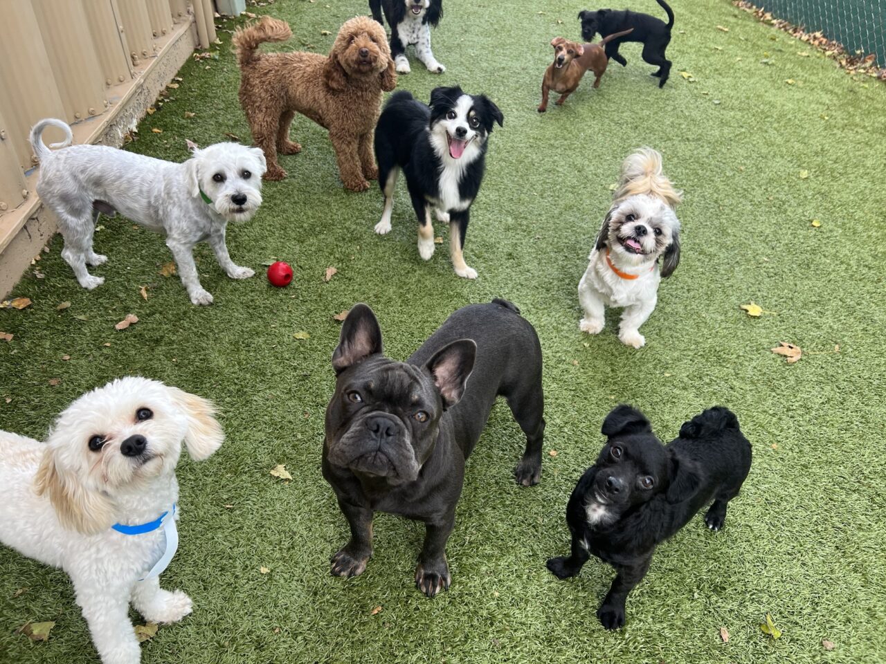 About Us Precious Pets Boarding, Grooming, Salon & Daycare in Sioux