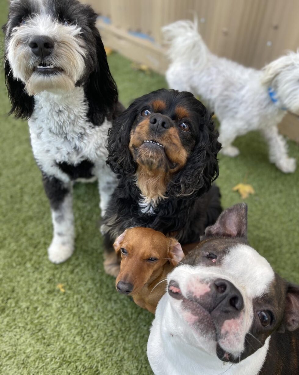 Luxury Dog Daycare in Sioux Falls, SD Precious Pets