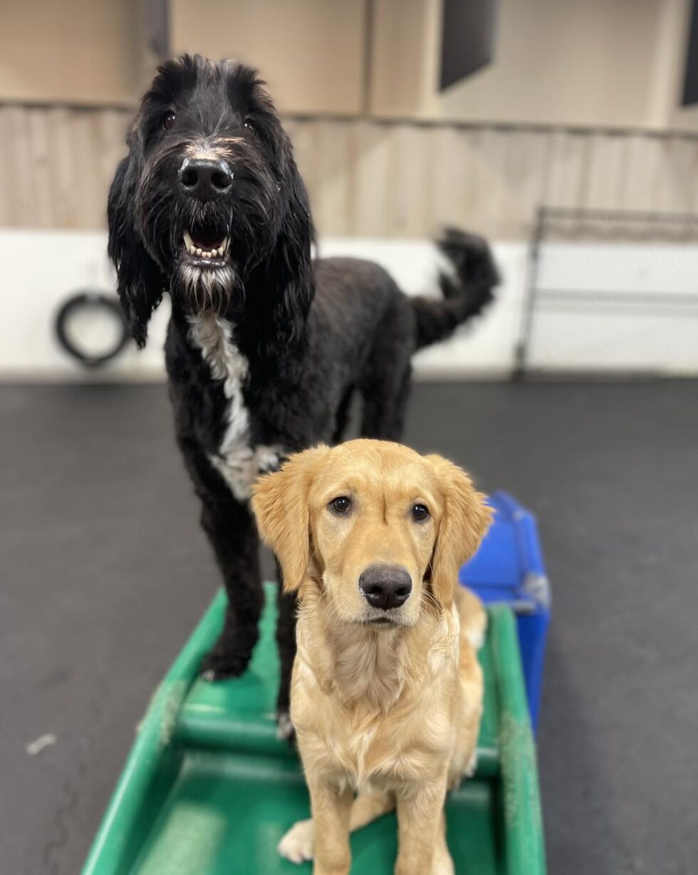 Best Dog Boarding in Sioux Falls Precious Pets