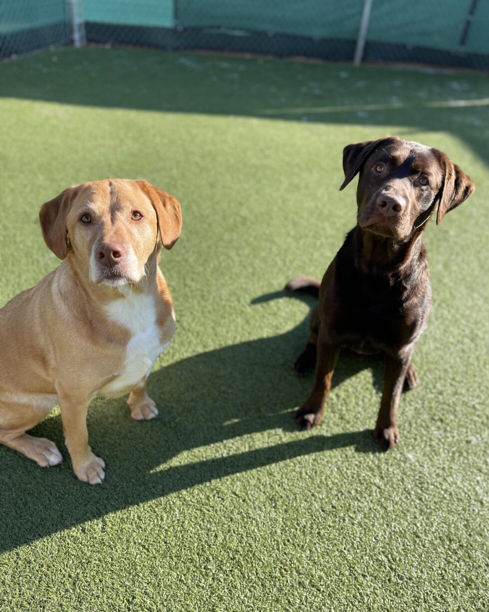 Best Dog Boarding in Sioux Falls Precious Pets