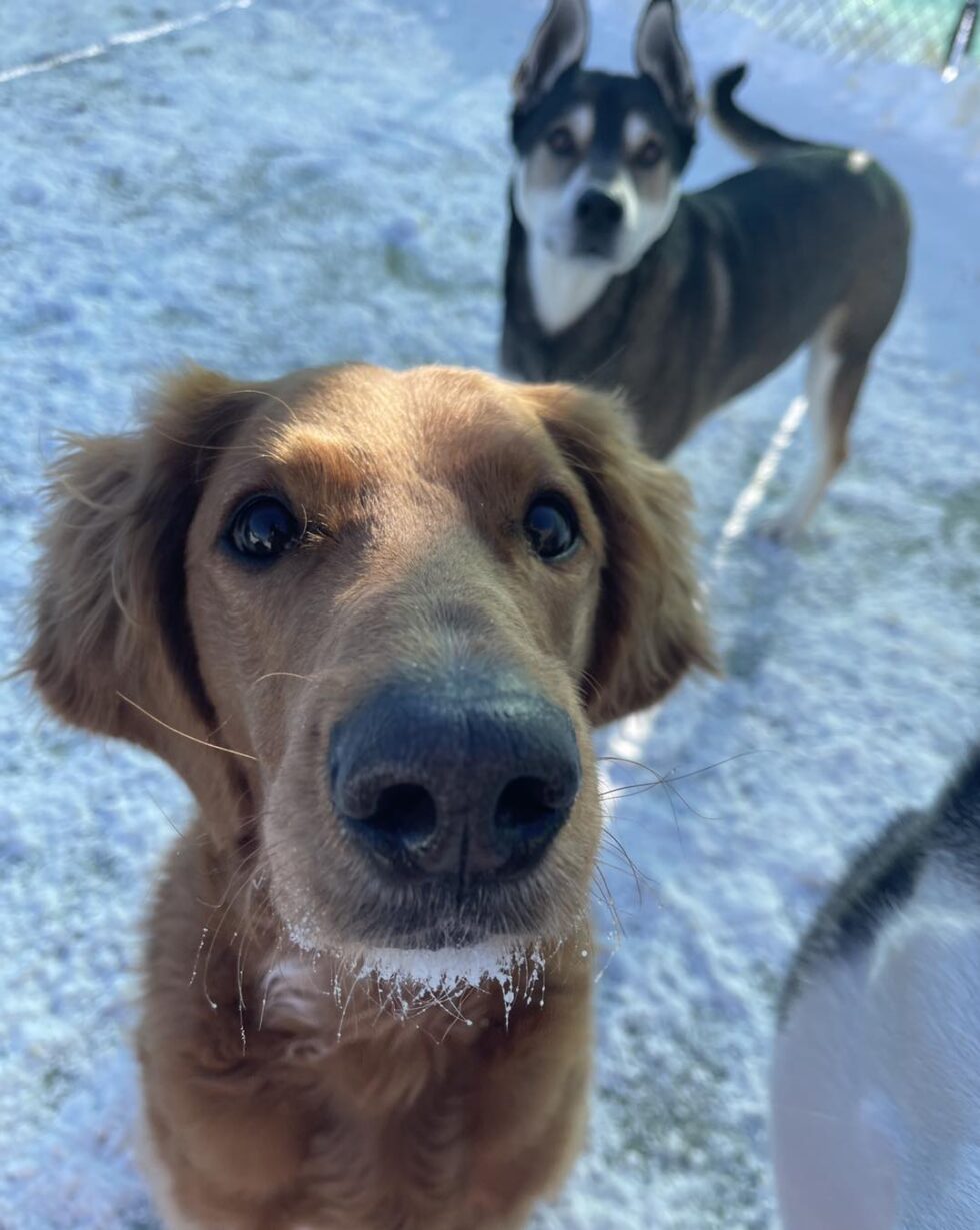 Luxury Dog Daycare in Sioux Falls, SD Precious Pets