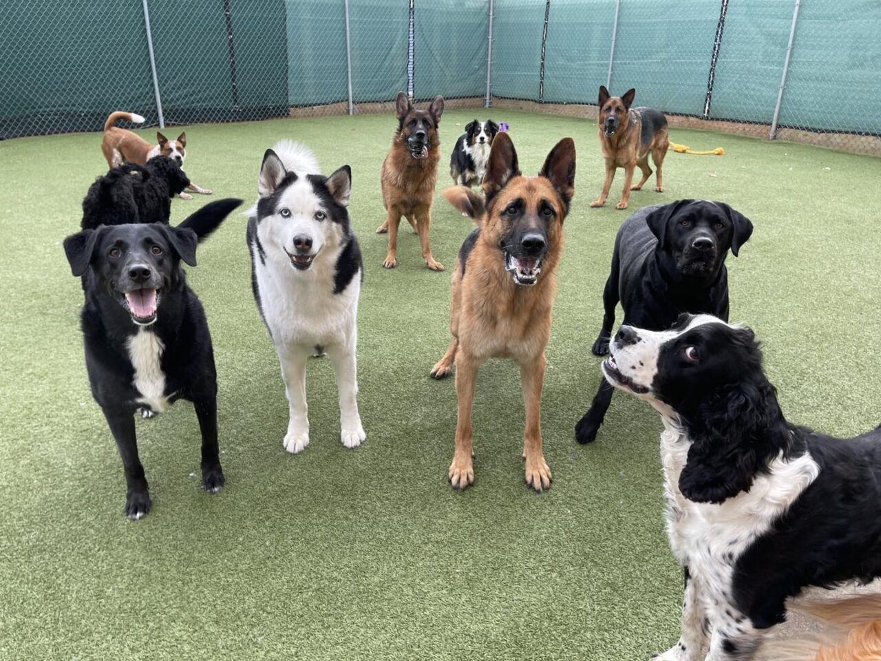 Premier Pet Care Services in Sioux Falls, SD Precious Pets